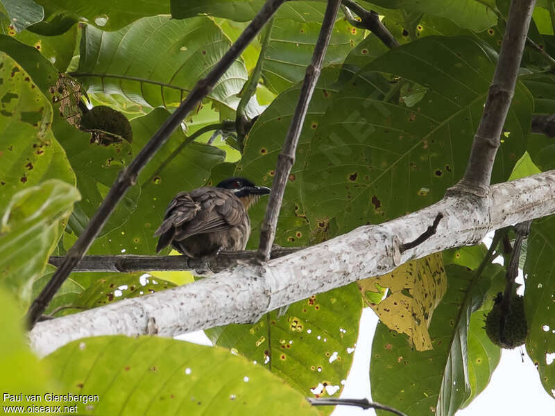 Dwarf Koel