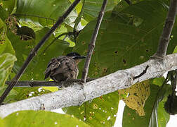 Dwarf Koel