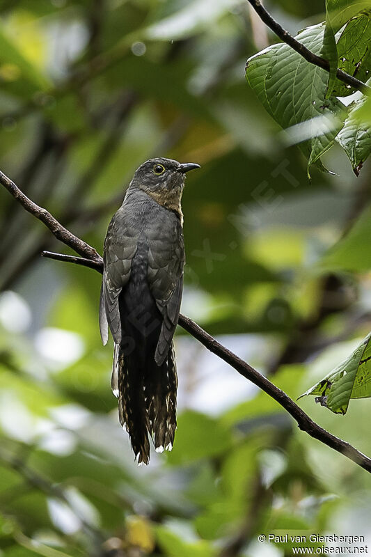 Rusty-breasted Cuckooadult