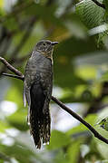 Rusty-breasted Cuckoo