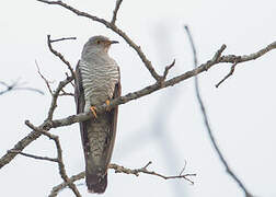 African Cuckoo