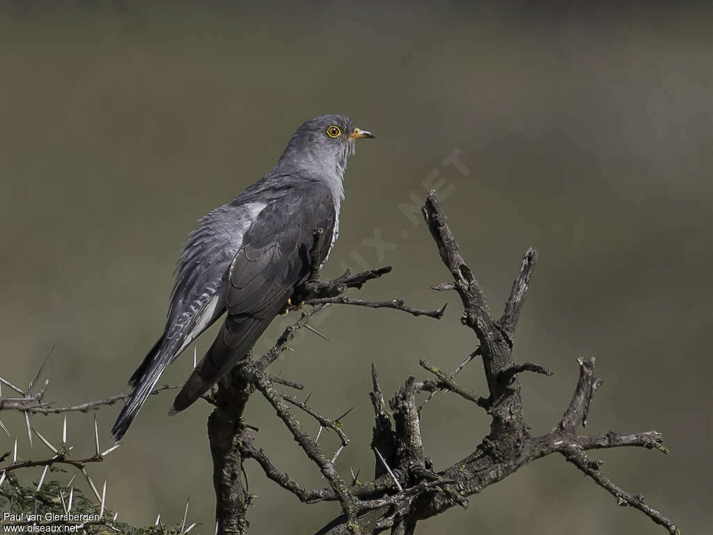 African Cuckoo male adult, identification