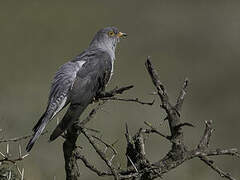 African Cuckoo