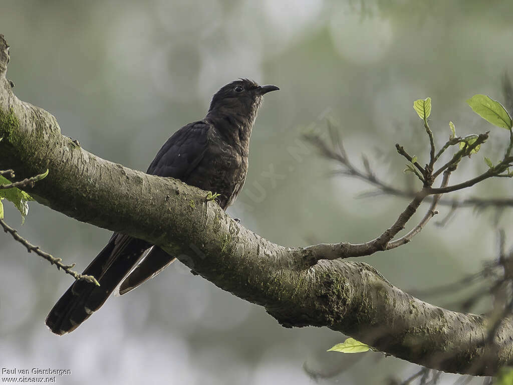 Black Cuckooadult, pigmentation