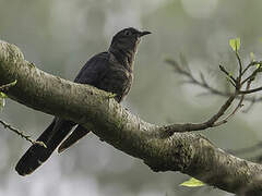 Black Cuckoo