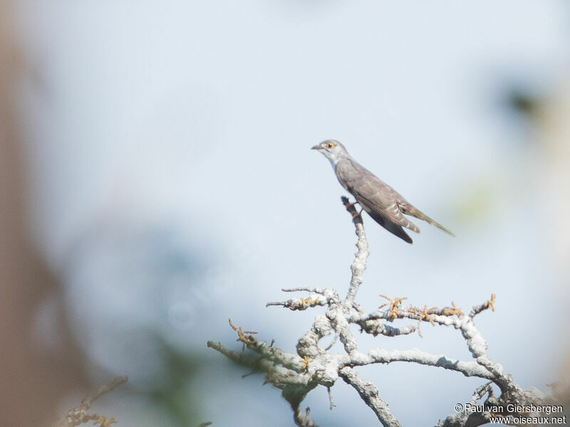 Thick-billed Cuckoo