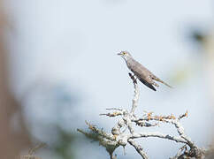 Thick-billed Cuckoo