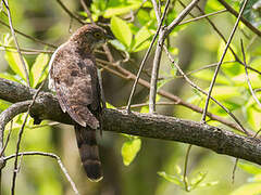 Hodgson's Hawk-Cuckoo