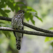 Hodgson's Hawk-Cuckoo