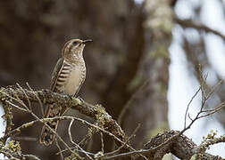 Horsfield's Bronze Cuckoo