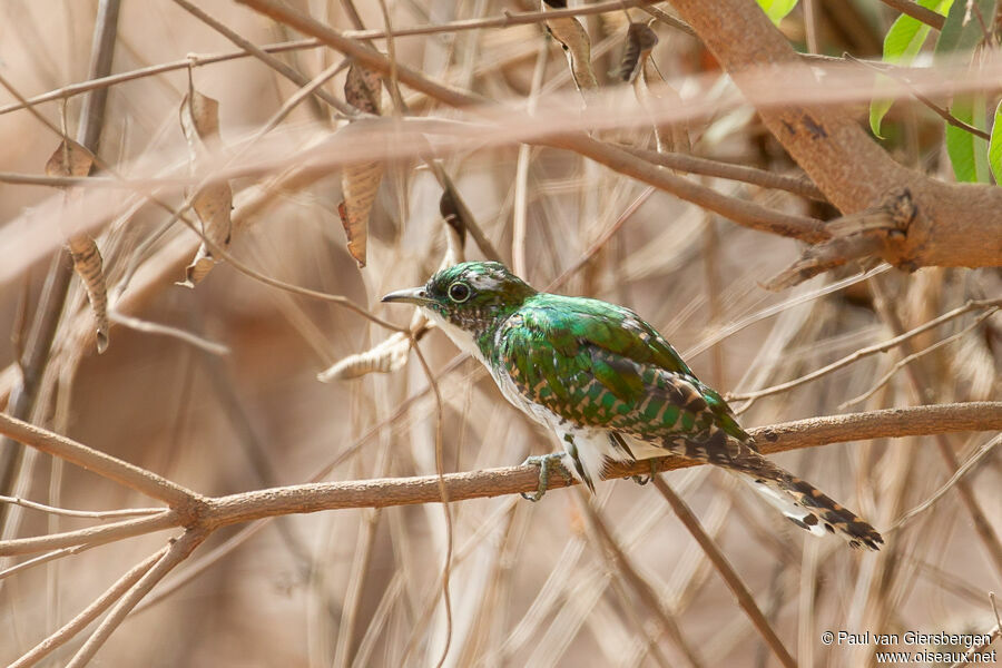 Klaas's Cuckoo