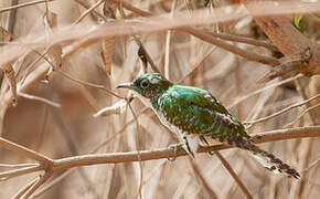 Klaas's Cuckoo