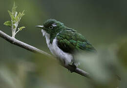 Klaas's Cuckoo