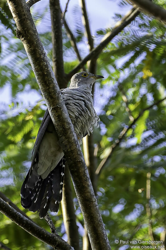 Himalayan Cuckooadult