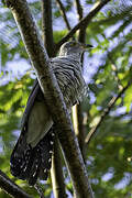 Himalayan Cuckoo