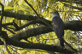 Himalayan Cuckoo