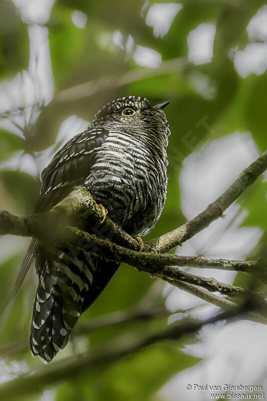 Sunda Cuckoojuvenile