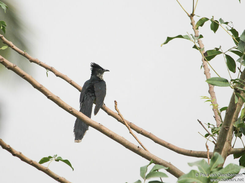 Levaillant's Cuckoo