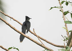 Levaillant's Cuckoo