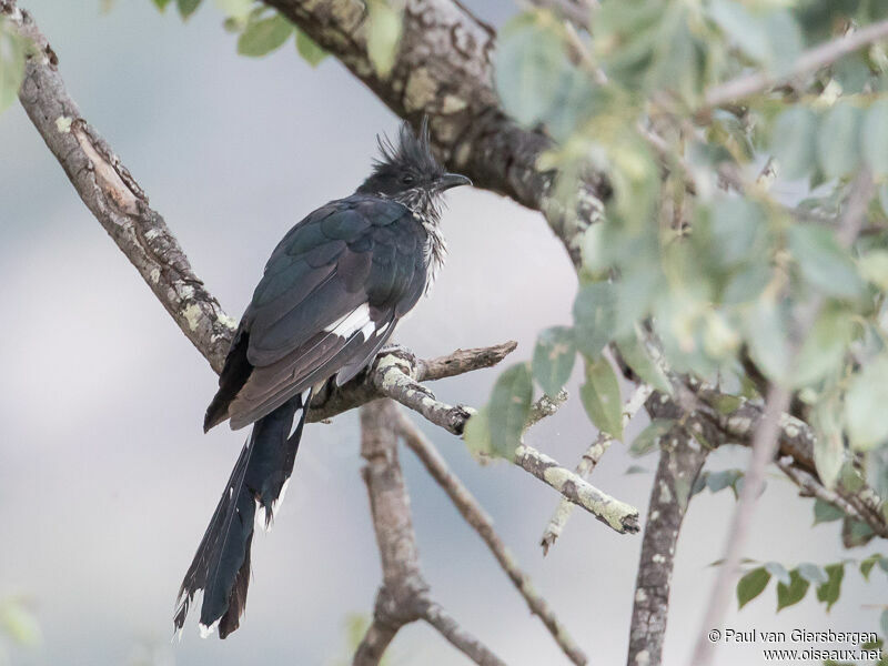 Levaillant's Cuckoo