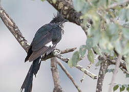 Levaillant's Cuckoo