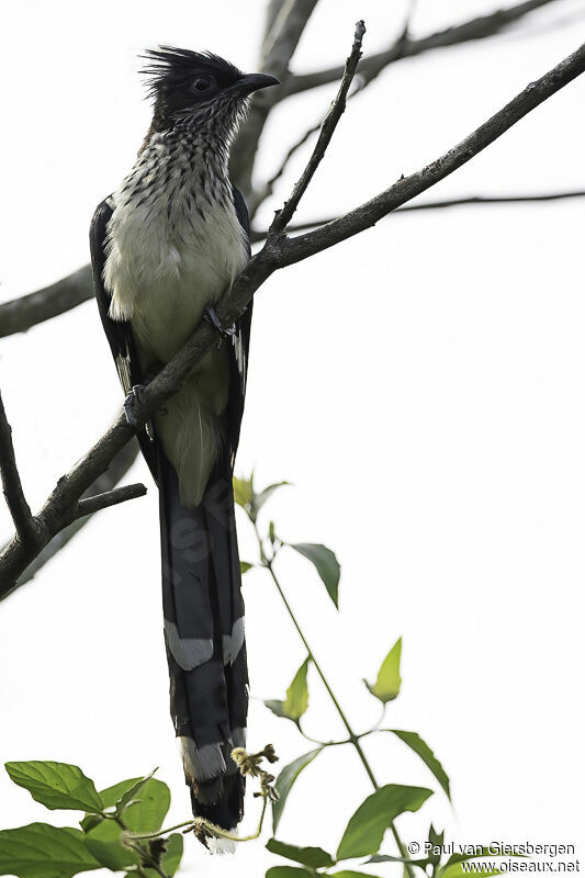 Levaillant's Cuckooadult