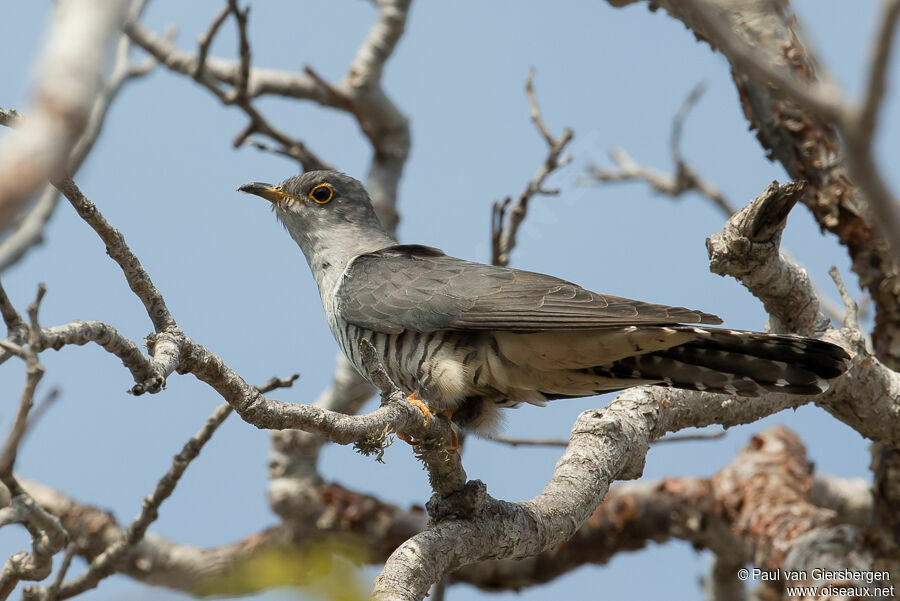 Madagascan Cuckooadult