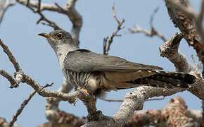 Madagascan Cuckoo