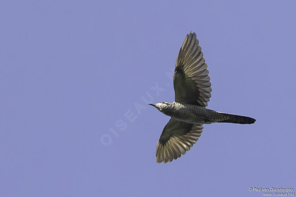 Banded Bay Cuckooadult