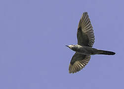 Banded Bay Cuckoo