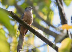 Brush Cuckoo