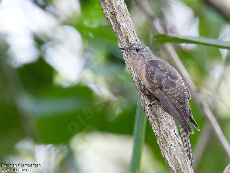 Coucou des buissons, identification