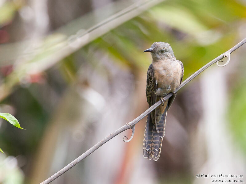 Brush Cuckoo