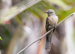 Brush Cuckoo