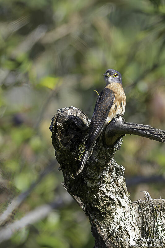 Philippine Hawk-Cuckooadult