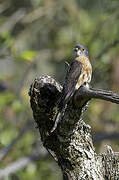 Philippine Hawk-Cuckoo