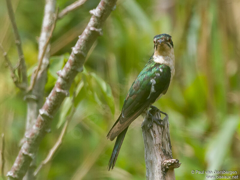 Diederik Cuckoo