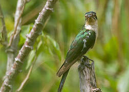 Diederik Cuckoo