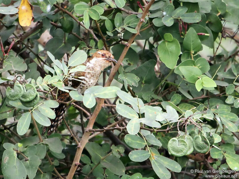 Diederik Cuckoo