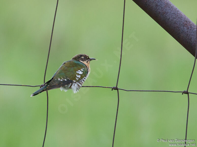 Diederik Cuckoo