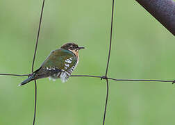 Diederik Cuckoo