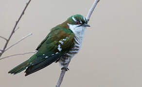 Diederik Cuckoo