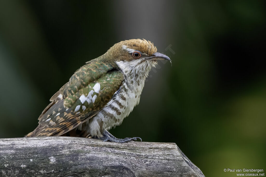 Diederik Cuckoojuvenile