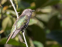 Shining Bronze Cuckoo