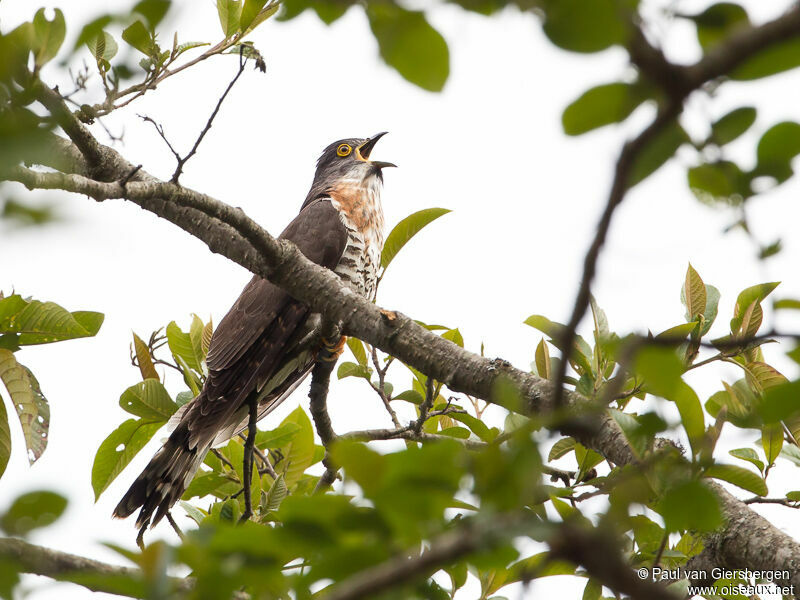 Large Hawk-Cuckoo