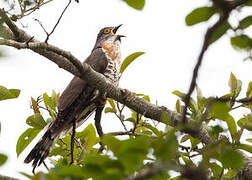 Large Hawk-Cuckoo