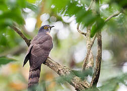 Large Hawk-Cuckoo