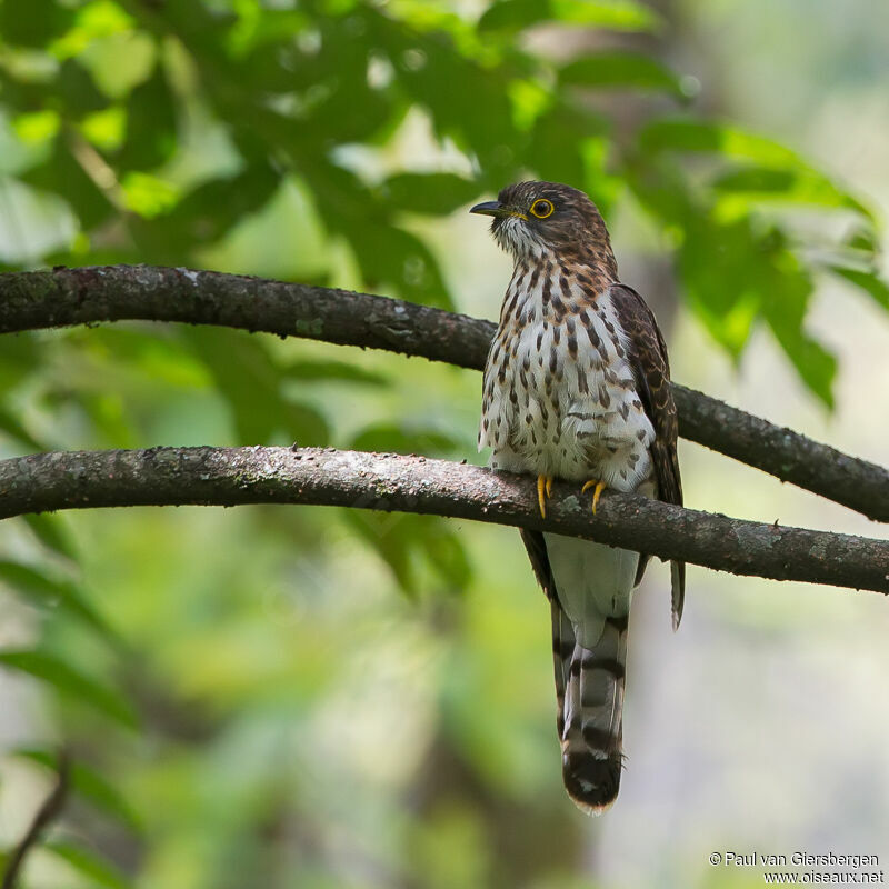 Large Hawk-Cuckoo