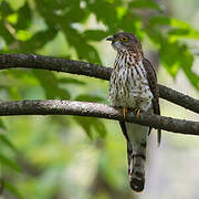 Large Hawk-Cuckoo