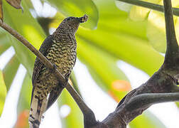 African Emerald Cuckoo